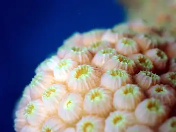 Coral