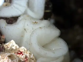 Eggs Nudibranch