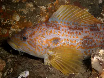 Female Kelp Greenling