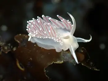 Red Flabellina Nudibranch