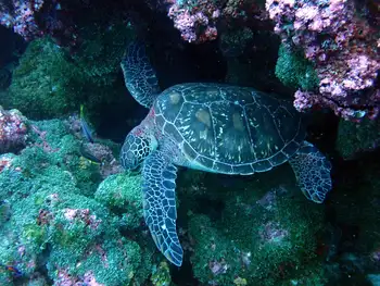 Green Sea Turtle