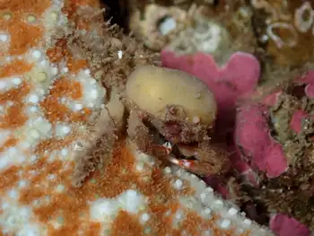 Moss Crab