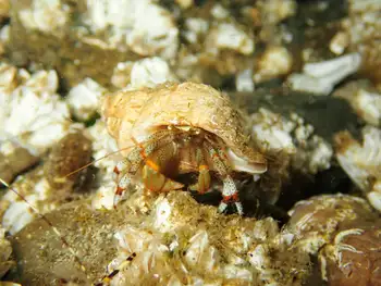 Bering Hermit Crab