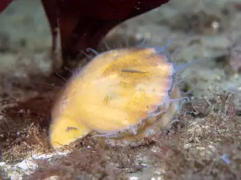 smooth pink scallop