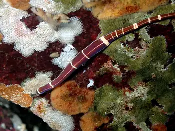 six lined ribbon worm