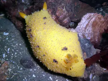 Monterey Sea Lemon