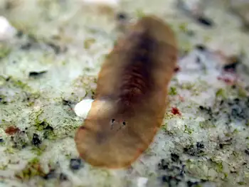 california flat worm