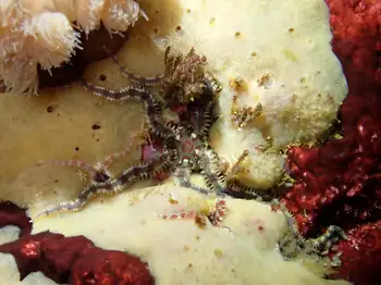 Daisy Brittle Star