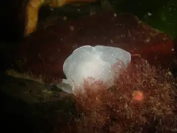 California Berthella