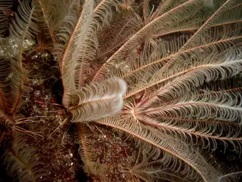 Northwest Feather Star