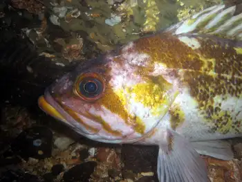 Copper Rockfish