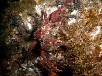 Northern Kelp Crab