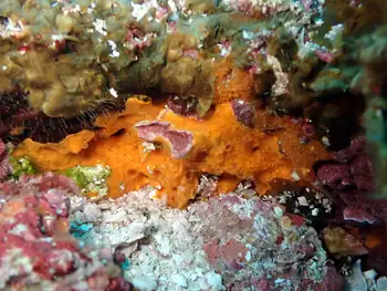Sponge