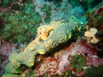 Sponge