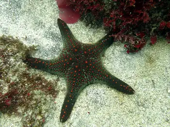 Panamic Cushion Star