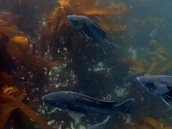 Black Rockfish