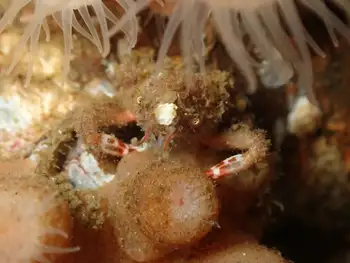Longhorn Decorator Crab
