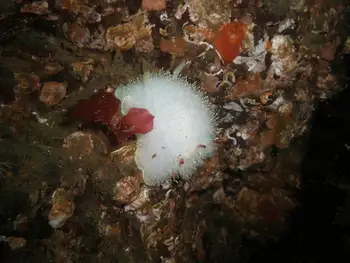Nanaimo Nudibranch