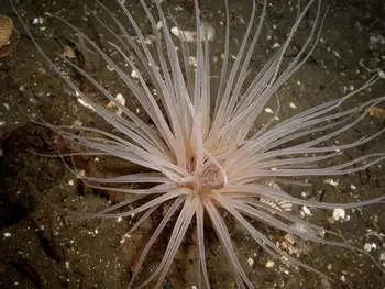 Tube Dwelling Anemone