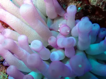Giant Anemone