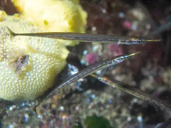 Tubesnout Fish