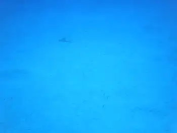 Garden Eels