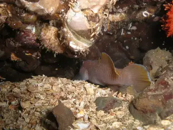Blackeye Goby