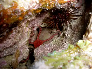 Brittle Star