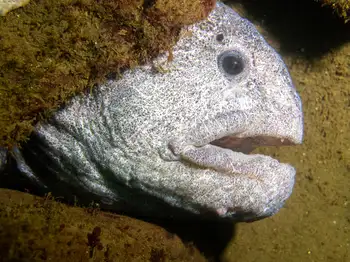 Wolf Eel