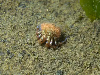blackeyed hermit crab
