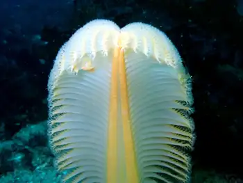 Ptilosarcus gurneyi Sea Pen