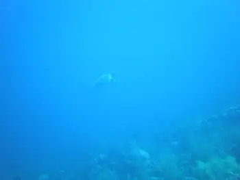 Green Sea Turtle