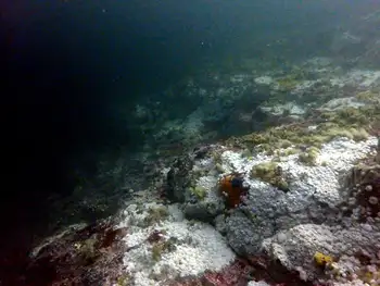 Dive Site