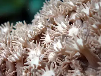 Coral