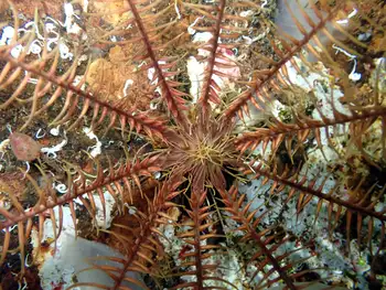Northwest Feather Star