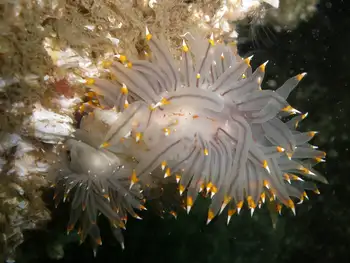 Mating Bicolor Nudibranchs