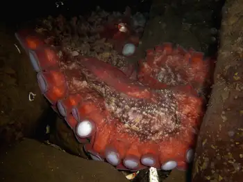 Giant Pacific Octopus