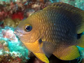 Damsel Fish
