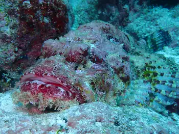 Pacific Stonefish