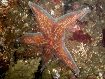 Leather Star
