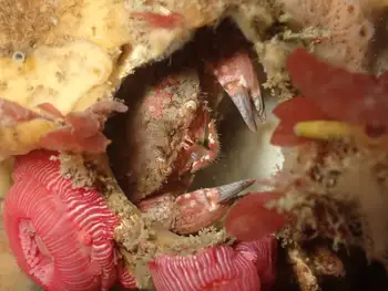 Pygmy Rock Crab