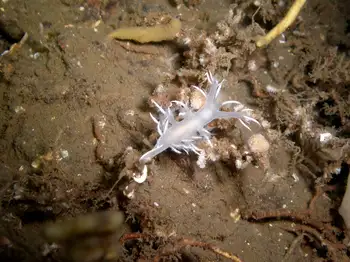 fan bryozoan