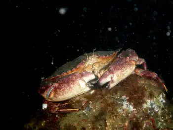 Red Rock Crab
