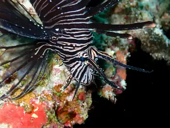 Lionfish