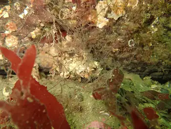 Curlyhead Spaghetti Worm