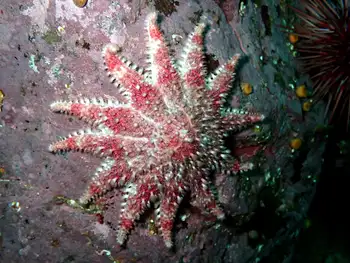 Rose Star