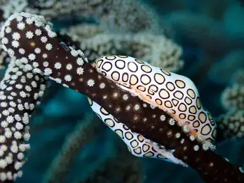 Flamingo Tongue Snail