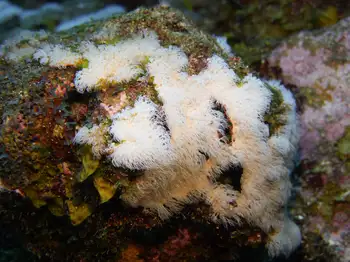 coral