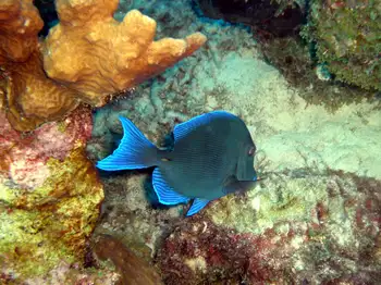 blue tang