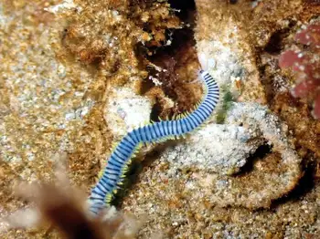 Bobbit Worm